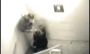 Ein Mädchen fängt an, einen Muskel des Mannes zu rauchen, der sie mit Cunnilingus für solch wunderbare Sprache getötet hat. Nach dem Entfernen oralse.it gab dem Paar eine warme Atmosphäre. Sie reife frauen erotik lieben das Sturmspiel sehr, nachdem sie sich nacheinander gewechselt haben, was letztendlich zu ihrem Weißen wurde und das Mädchen aus Glas mit Sperma streichelte.